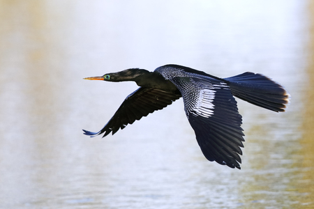 Anhinga in flight - Venice, Floridaの写真素材