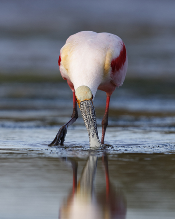 A Roseate Spoonbill (Platalea ajaja) feeds by sweeping its bill back and forth in a shallow lagoon - Pinellas County, Floridaの写真素材