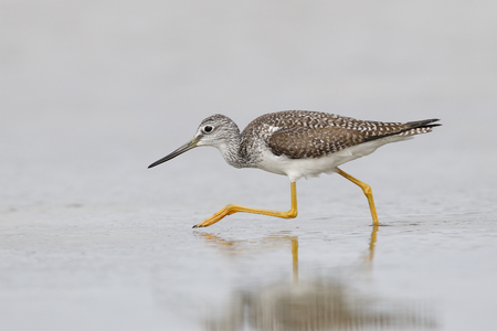 Greater Yellowlegs (Tringa melanoleuca) foraging in a shallow lagoon - Pinellas County, Floridaの写真素材