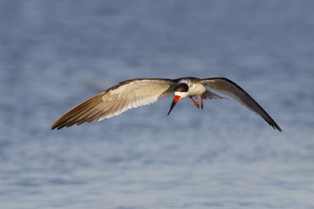Black Skimmer (Rynchos niger) in flight - Crystal River, Floridaの写真素材