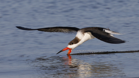 Black Skimmer (Rynchos niger) feeding in flight in the Gulf of Mexico - Crystal River, Floridaの写真素材