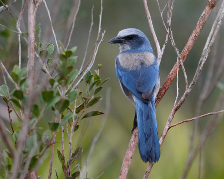 Florida Scrub Jay (Aphelocoma coerulescens) perched in a shrub - Port Charlotte, Floridaの写真素材