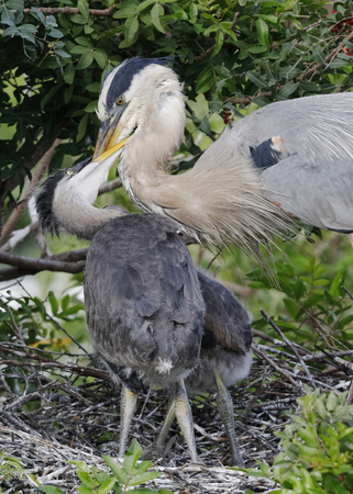 Great Blue Heron (Ardea herodias) feeding its chick at the nest - Venice, Floridaの写真素材