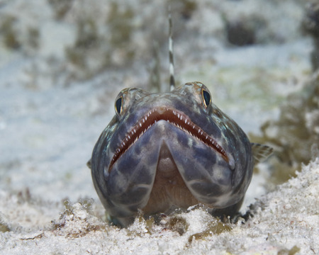Sand Diver (Synodus intermedius) waiting to ambush its prey - Bonaire, Netherlands Antillesの写真素材