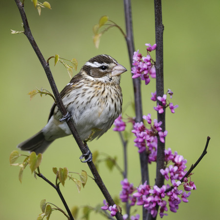 Female Rose-breasted Grosbeak (Pheucticus ludovicianus) perched in a flowering redbud tree in spring -  Grand Bend, Ontario, Canadaの写真素材