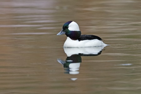 Male Bufflehead (Bucephala albeola) swimming on a river in early spring - Ontario, Canadaの写真素材