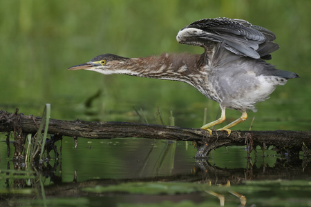 Juvenile Green Heron (Butorides virescens) balancing on a branch overhanging the water - Ontario, Canadaの写真素材