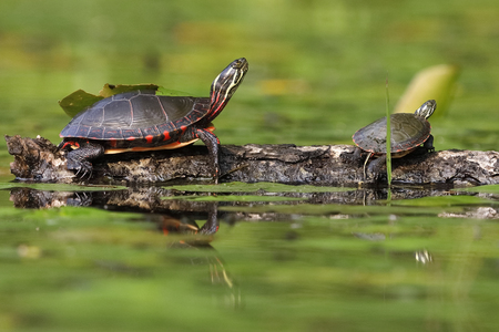Midland Painted Turtle (Chrysema picta marginata) basking on a log - Ontario, Canadaの写真素材
