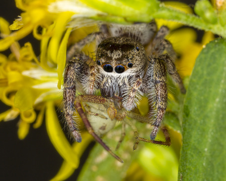 Jumping Spider consuming an Orb Weaver Spider on a goldenrod - Ontario, Canada