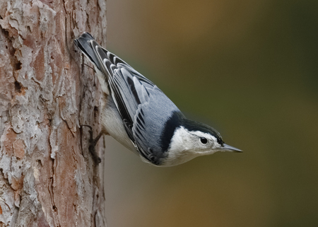 White-breasted Nuthatch (Sitta carolinensis) perched on a red pine tree - Ontario, Canadaの素材 [FY310118502851]