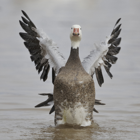 Snow Goose (Chen caerulescens), dark morph, flapping its wings to dry them - Bosque del Apache NWR, New Mexicoの写真素材