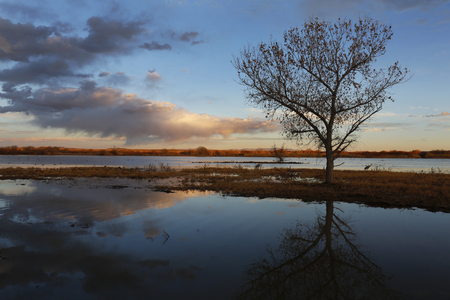 Sandhill Crane and pond at sunset - Bosque del Apache NWR, New Mexicoの写真素材