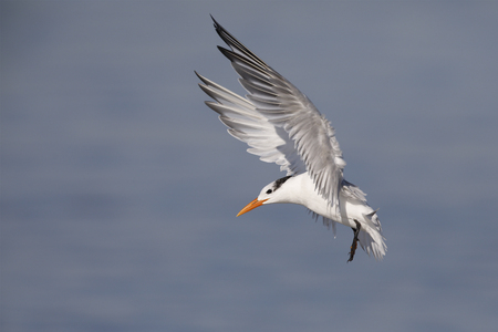 Royal Tern (Thalasseus maximus) preparing to land - Jekyll Island, Georgiaの写真素材