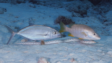 Bar Jack and Schoolmaster following a Sharptail Eel as it feeds in the sandy bottom of a coral reef...