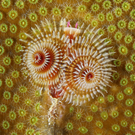 Christmas Tree Worm (Spirobranchus giganteus) on a coral head - Bonaire