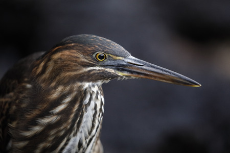 Closeup of a Juvenile Striated Heron (Butorides striata) stalking its prey - Santa Cruz Island, Galapagosの写真素材