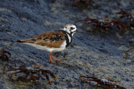 Ruddy Turnstone (Arenaria interpres) foraging on a rocky seashore - Galapagos Islands