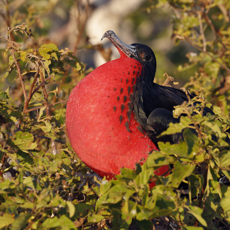 Male Magnificent Frigatebird (Fregata magnificens) displaying its throat pouch - Galapagos Islandsの写真素材