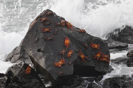 Sally Lightfoot Crabs (Graspus graspus) gathered on a rock - Galapagos Islandsの写真素材