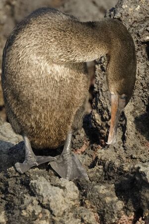 The Flightless Cormorant (Phalacrocorax harrisi) is endemic to the Galapagos Islands - Isabella Islandの写真素材