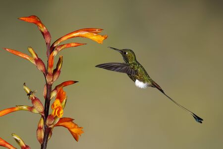 Male Booted Rackettail (Ocreatus underwoodii) feeding at a Heliconia flower - Tandayapa, Ecuadorの写真素材