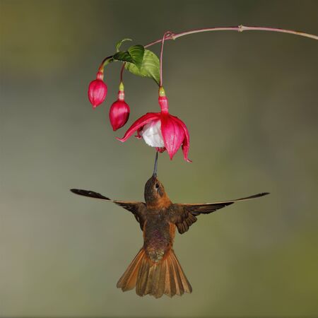 Male Shining Sunbeam (Aglaeactis cupripennis) feeding on a fuchsia flower in the moutain forest of Ecuadorの写真素材