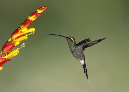 Male White-whiskered Hermit (Phaethornis yaruqui) feeding at a flower - Ecuador