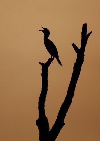 Double-crested Cormorant (Phalacrocorax auritus) yawning at sunrise - Jekyll Island, GAの写真素材