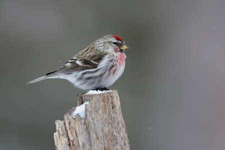 Female Common Redpoll (Acanthis flammea) in winter plumage perched on a stump - Grand Bend, Ontario, Canadaの写真素材