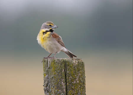 Male Dickcissel (Spiza americana) perched on a fence post - Lambton County, Ontario, Canadaの写真素材