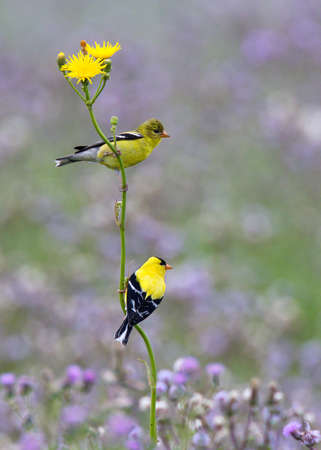 Male and Female American Goldfinches (Spinus tristis) perched on a Goatsbeard stem - Sarnia, Ontario, Canadaの写真素材