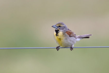 Male Dickcissel (Spiza americana) perched on a fence wire - Sarnia, Ontario, Canadaの写真素材