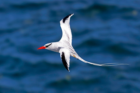 Red-billed Tropicbird (Phaethon aethereus) in flight - Plazas, Galapagos Islands