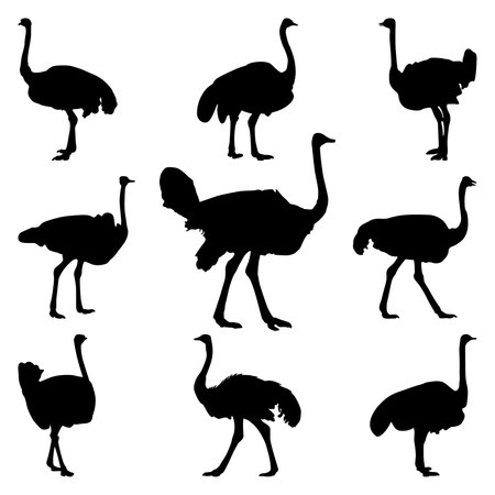 Style Of Ostrich Illustration, Vector Illustration Of Nine Ostrich, Ostrich Black Vector Art, Ostrich Art Illustration Of Graphic Designのイラスト素材