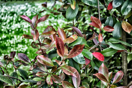 Green leaves and trees on flower background in Italian countrysideの写真素材