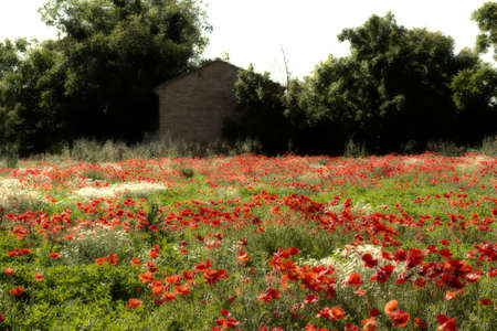 Red poppies on green weeds fields during spring in Italian countrysideの写真素材