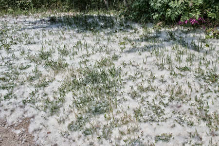 Poplar white snowlike hairs in the Pinewood forest on the Pialassa della Baiona brackish lagoon near...