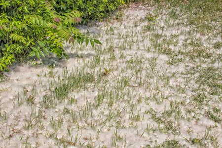 Poplar white snowlike hairs in the Pinewood forest on the Pialassa della Baiona brackish lagoon near...
