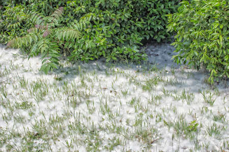 Poplar white snowlike hairs in the Pinewood forest on the Pialassa della Baiona brackish lagoon near...