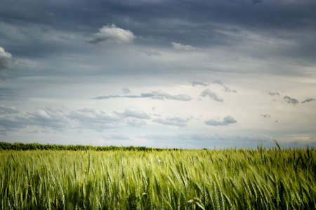 Wheat fields in Italian countryside during springの写真素材