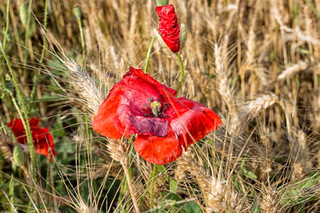 Red poppies on yellow weeds fields during spring in Italian countrysideの写真素材