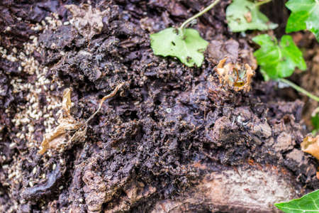 Black orange ant colonies on black brownish ground anthill with black holes, white eggs, dark crumbs, food, green and yellow leaves in an Italian garden during a summer sunny dayの写真素材