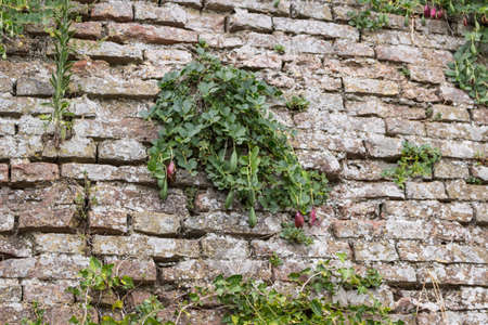 The medieval brick walls of the small village of Dozza near Bologna in Emilia Romagna, Italy