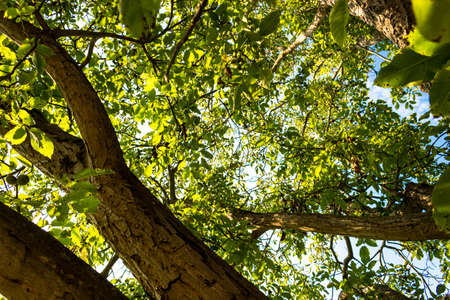 Green leaves and brwon branches of a country harwood tree in peaceful countryside in Emilia Romagna...