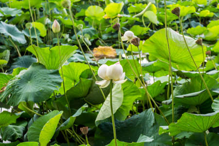 The natural reserve "Parco del loto" Lotus green area in Italy: a wide pond in which lotus flowers (nelumbo nucifera) and water-lilies grow freely creating a beautiful natural environment.の写真素材