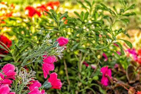 Plastic and real votive flowers under a tree supporting a votive aedicula in the Emilia Romagna region in Northern Italy. の写真素材