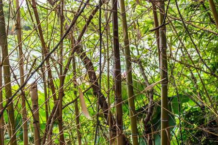 Woven branches wall in the natural reserve "Parco del loto" Lotus green area in Italy: a wide pond in which lotus flowers (nelumbo nucifera) and water-lilies grow freely creating a beautiful natural environment.の写真素材