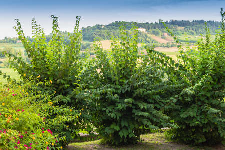 Flowers, green weeds, leaves, plants and trees on vineyards backgrounds on cultivated hills の写真素材