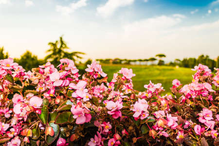 begonias, Flowers, green weeds, leaves, plants and trees on vineyards backgrounds on cultivated hills in Italian countryside the small village of Dozza near Bologna in Emilia Romagnaの写真素材