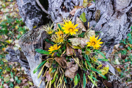 yellow flowers on light grey trunk on green blades grass and brown curly leaves carpetの写真素材